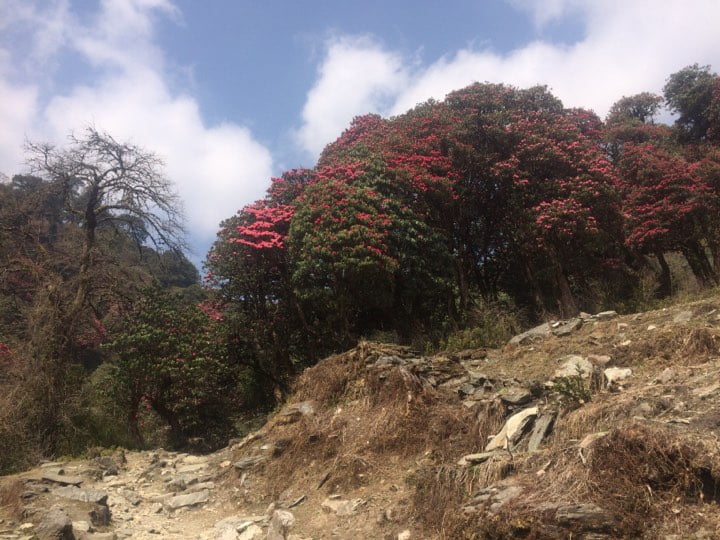 Blooming Rhododendron