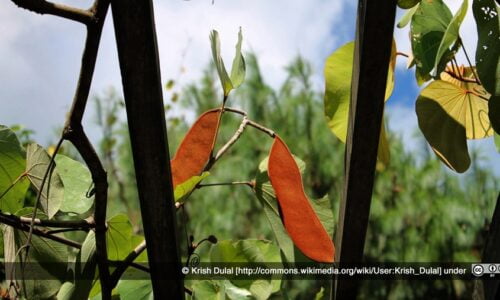Bhorla fruit Kavrepalanchok Nepal