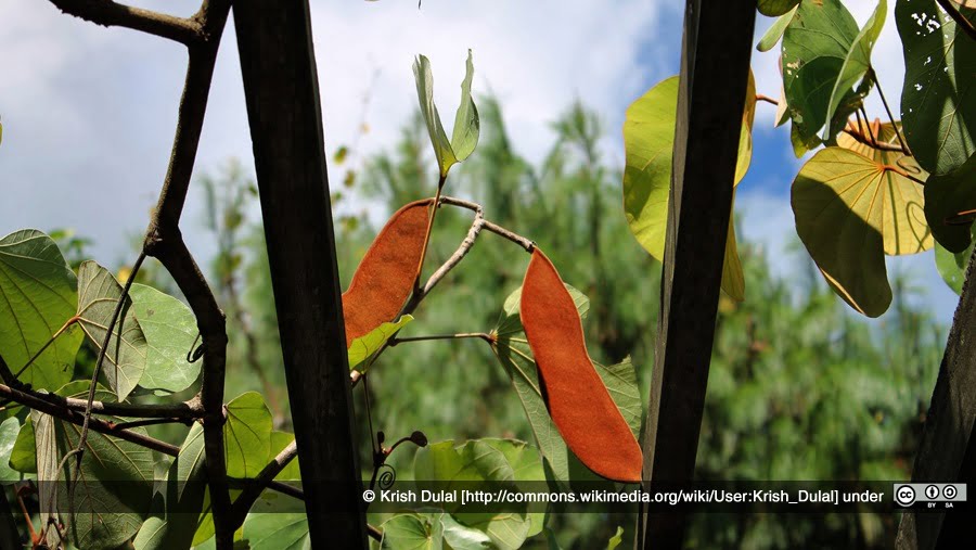 Bhorla fruit Kavrepalanchok Nepal