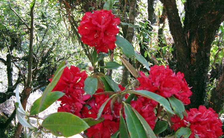 National Flower of Nepal