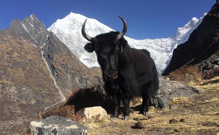 Langtang Gosainkunda Trek