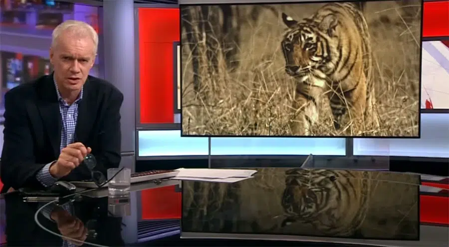 The growth of Tigers in Nepal brings both Joy and Fear
