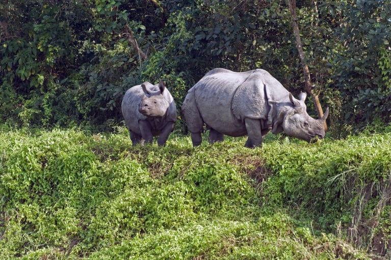 Chitwan National Park Tour (2 nights/3 days)