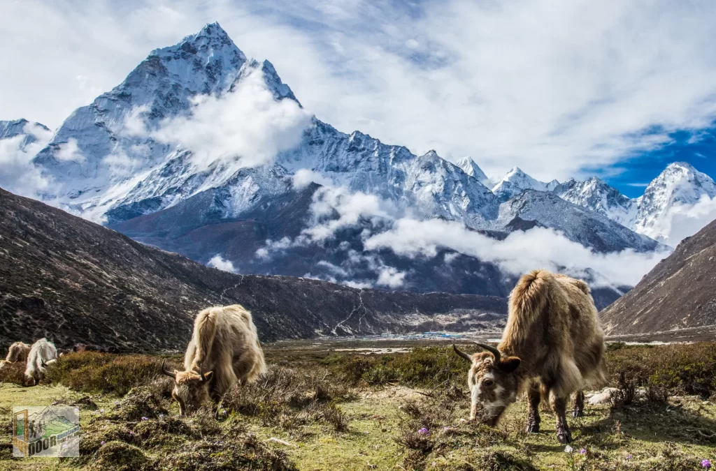 Electronic Tracking Chips