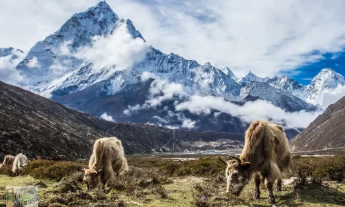 Electronic Tracking Chips