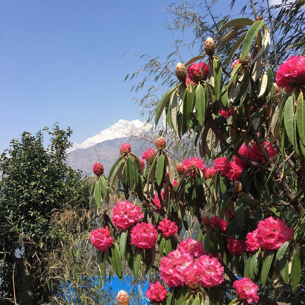 4 Seasons Nepal Trekking Packing List