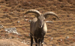 mountain-goat-manaslu